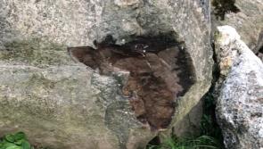 Concern as damage noted at ancient Kilkenny passage tomb