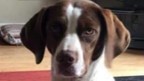 Appeal for information on Popette who is missing in Kilkenny