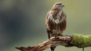 ‘Abhorrent’ bird of prey deaths in Kilkenny and nationally spur new Wildlife Crime Unit