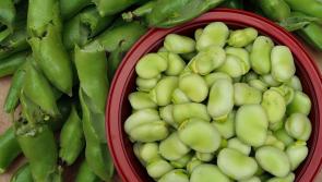 Teagasc survey of field bean growers is now  underway