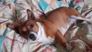 Appeal for missing 'Bruce' in Kilkenny City