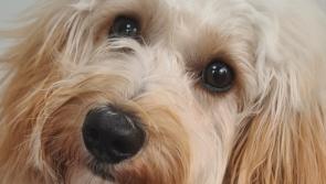 Voting now open for the Kilkenny 2020 Puppy of the Year award