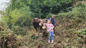 Wolfwalkers Trail proves to be a huge success at the Castlecomer Discovery Park