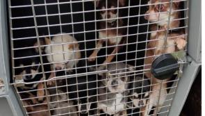 PHOTOS: Gardaí discover 32 dogs worth €150k during searches 