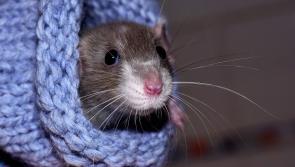 Kilkenny homes and businesses set to be invaded by rodents and insects this Christmas
