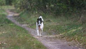 Public input to be sought on Kilkenny's new biodiversity and recreation countryside park