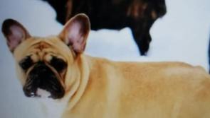 French bulldogs stolen from their home in North Kilkenny