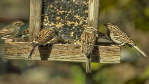 In this cold snap don't forget to feed the birds - they count on you for their extra calories!