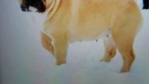 STOLEN: Garda appeal over theft of French bulldogs from Kilkenny City