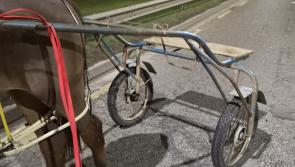 Arrests expected after horse and sulkie seized following road traffic incident in Kilkenny