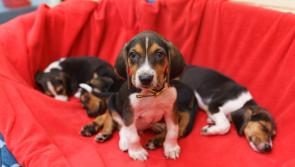 Pet Corner: 6 top tips to help you and your puppy get a good night’s sleep