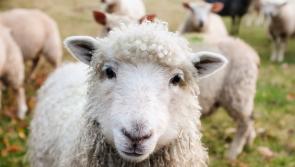 Record breaking sheep prices at Kilkenny Mart