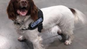 Revenue Dogs intercept mislabelled drugs package bound for Kilkenny 