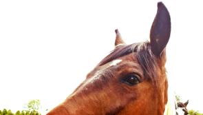 IFA welcomes Minister’s plan to include horse farmers  in TAMS Scheme