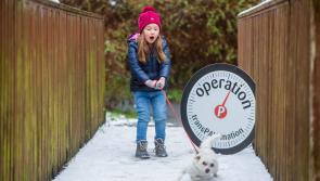 Fat cats and doggone puppy fat – Is your pet putting on a paunch?