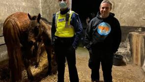 Mare and foal seized in Kilkenny City over concerns for their welfare