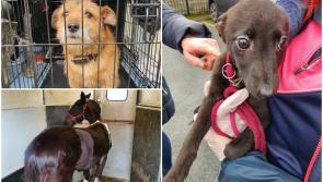 PHOTOS: 17 animals seized in Kilkenny due to welfare concerns in garda led investigation