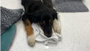 Fundraiser for pup who suffered horrific injuries after being hit by car in Kilkenny
