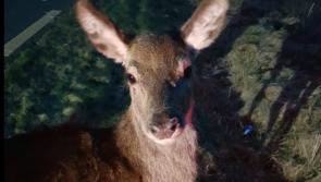 Motorists warned to slow down after deer on road at Poulacapple