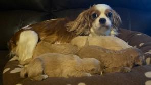 Gardai appeal for information after mother and pups stolen in Midlands