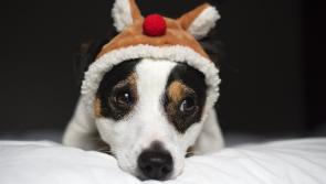 Dog charity received an average of four requests every day to surrender a dog following Christmas period