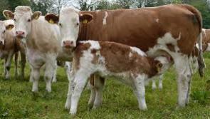 Suckler carbon efficiency programme must be accessible for all – IFA