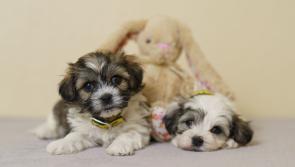 Kilkenny dog owners warned - Paws off the chocolate this Easter!