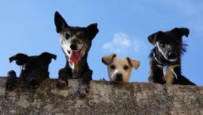 It really is a dog's life!