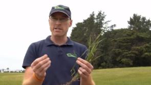 Grass weed identification videos launched by Teagasc