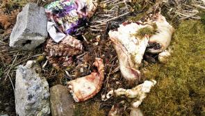 Calls for CCTV as second butchered pig dumped at Daly's Hill 