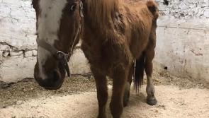Gardaí seize 11 horses in North Kilkenny as part of planned search