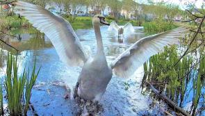 Swan Lakeside! Frank snaps super picture of Kilkenny swan who returned home