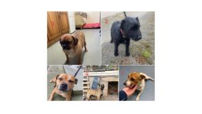 PICTURES: Can you identify these stolen dogs recovered in Portarlington?