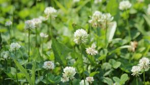 They think it's all clover - it is now! 