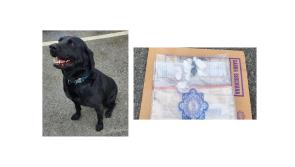 Rex sniffs out cocaine in Kilkenny under the nose of local criminals