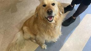 Kilkenny gardaí trying to reunite lost dog with his owners