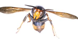 Kilkenny TD urges no over-reaction as live Asian Hornet detected in Ireland for first time