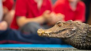 Bealtaine Living Earth Festival to feature Kilkenny Zoom Zoo
