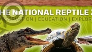 Two for today:  Delight as Kilkenny's National Reptile Zoo re-opens