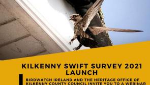 Local bird lovers invited to launch of Kilkenny Swift survey 
