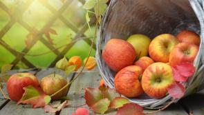 Kilkenny small food businesses  urged to apply for funding under the LEADER Food initiative