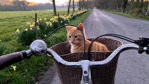 WATCH: Super pictures from winners of Kilkenny's TY photography competition