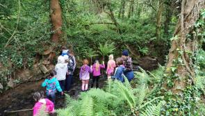 Kilkenny kids are rediscovering nature at Forest School in Castlemorris