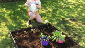 Grow it Forward initiative proves to be a huge success in Kilkenny