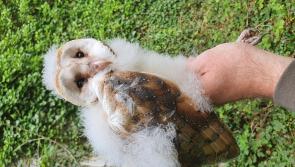 Give a hoot: Help in search of Kilkenny's disappearing Barn Owls 