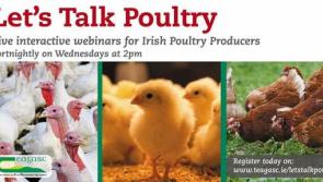 ‘Let’s Talk Poultry’ – Teagasc launch webinar series to tackle poultry industry issues
