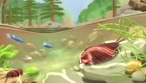 Wow! New research on Kilkenny fossil shows woodlice cousins roamed here 360 million years ago