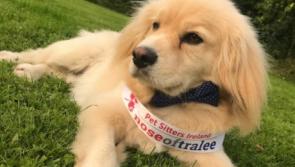 Can your pet be the next 'Nose of Tralee'? Kilkenny entries wanted