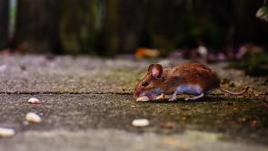 ALERT: Huge increase in callouts recorded as rodents venture further afield in search of food