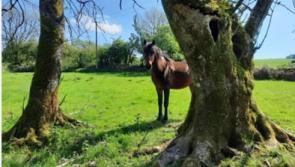 Kilkenny winner in Teagasc photo competition 